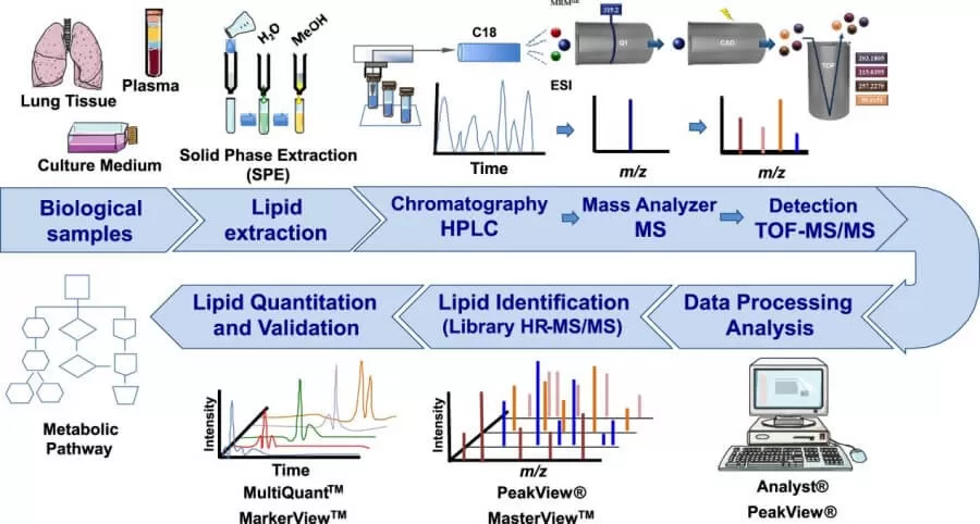 Experimental workflow of lipid analysis using MRM (Sorgi et al., 2018)